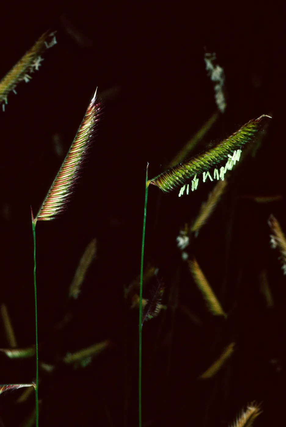 Bouteloua gracilis, Santa Barbara Botanic Garden