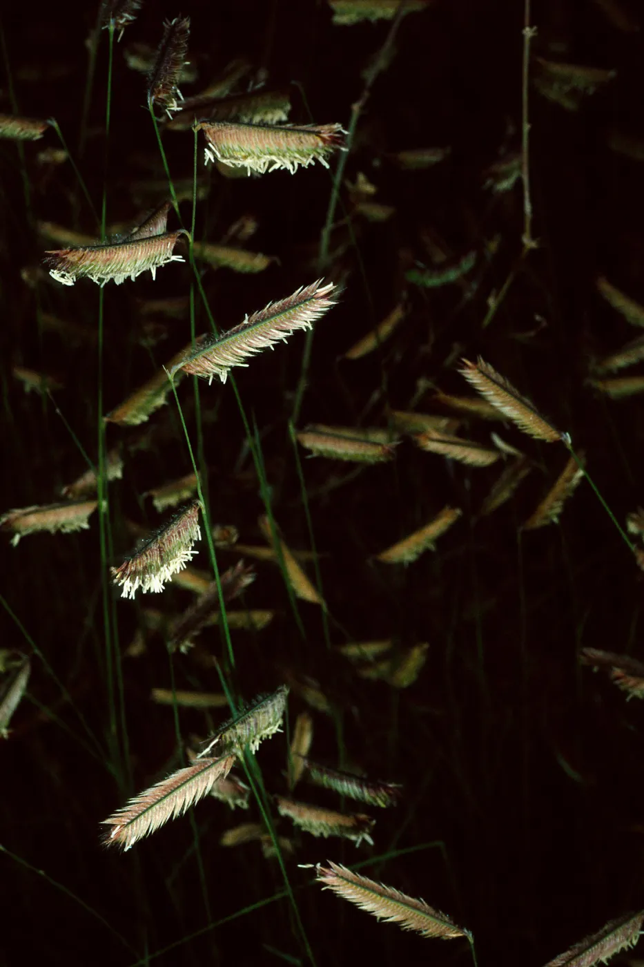 Bouteloua gracilis, Santa Barbara Botanic Garden