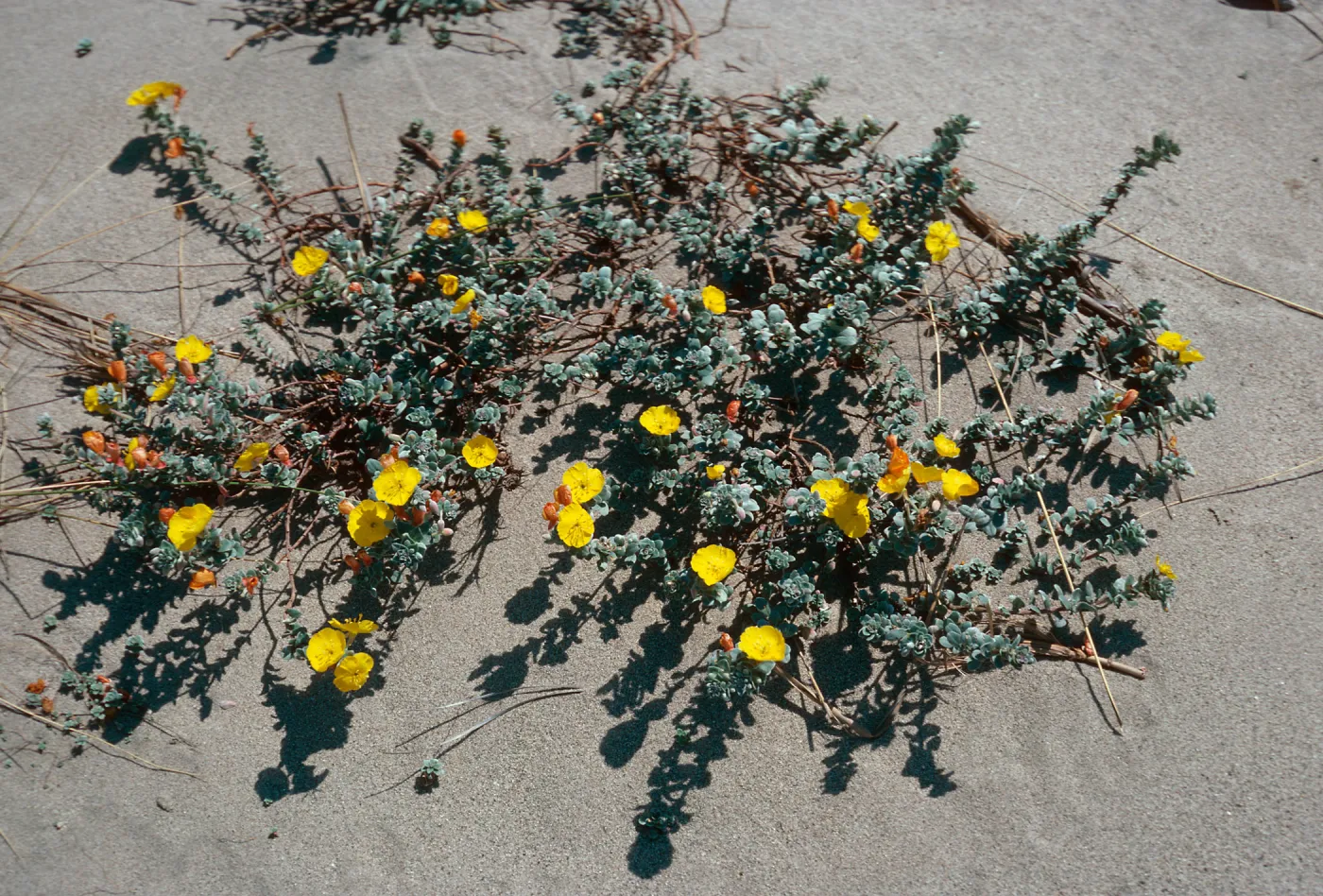 Camissonia cheiranthifolia, Oxnard sand dunes