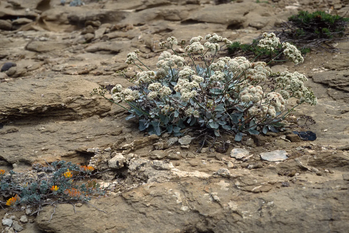 Eriogonum grande timorum, 1st canyon West of South range, marker poles, San Nicolas Island