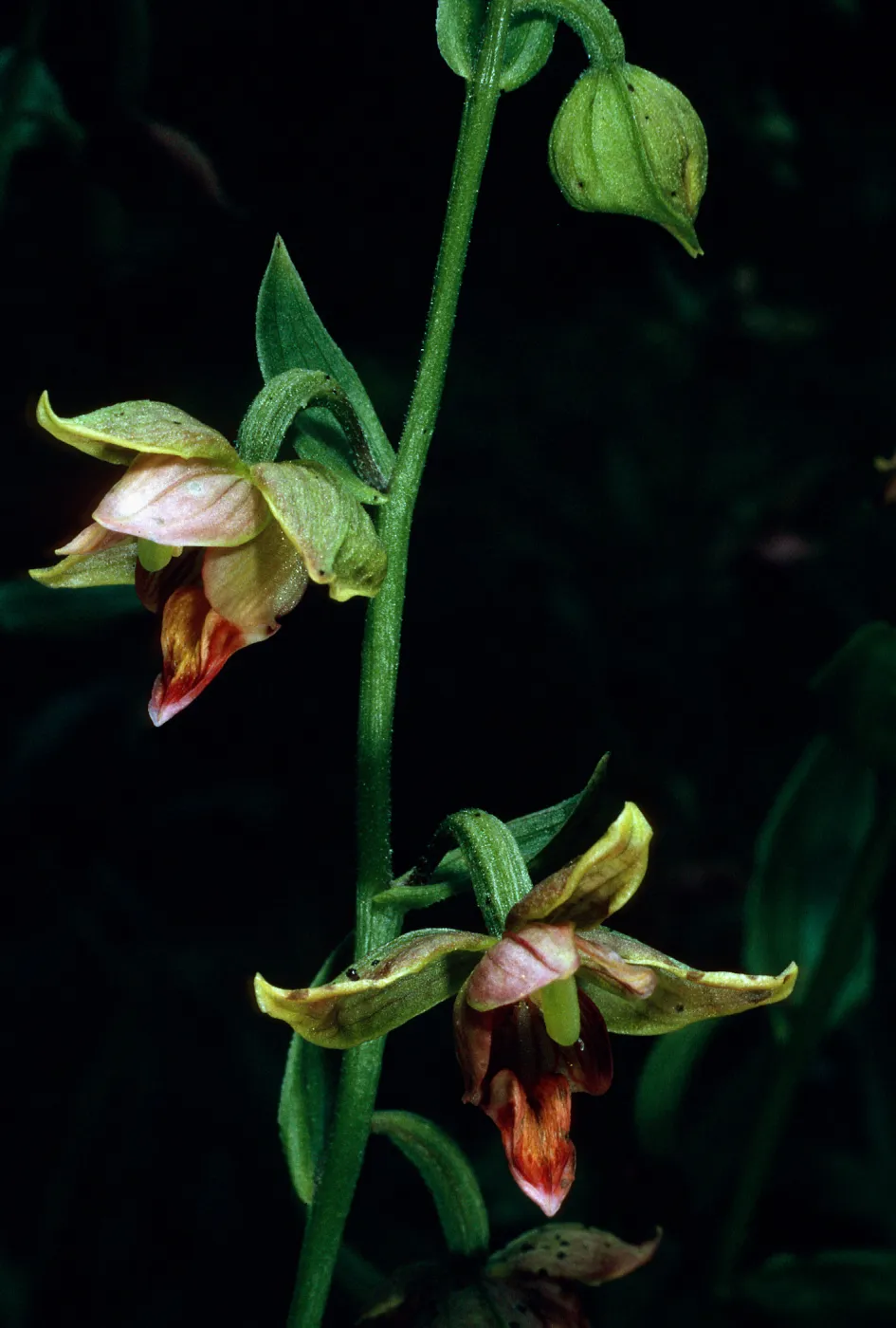 Epipactis gigantea, SBBG, Arroyo Section