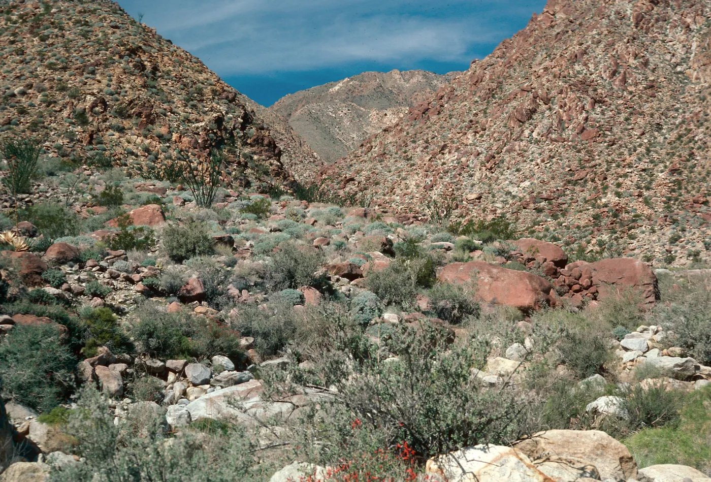 Borrego Palm Canyon, Anza-Borrego