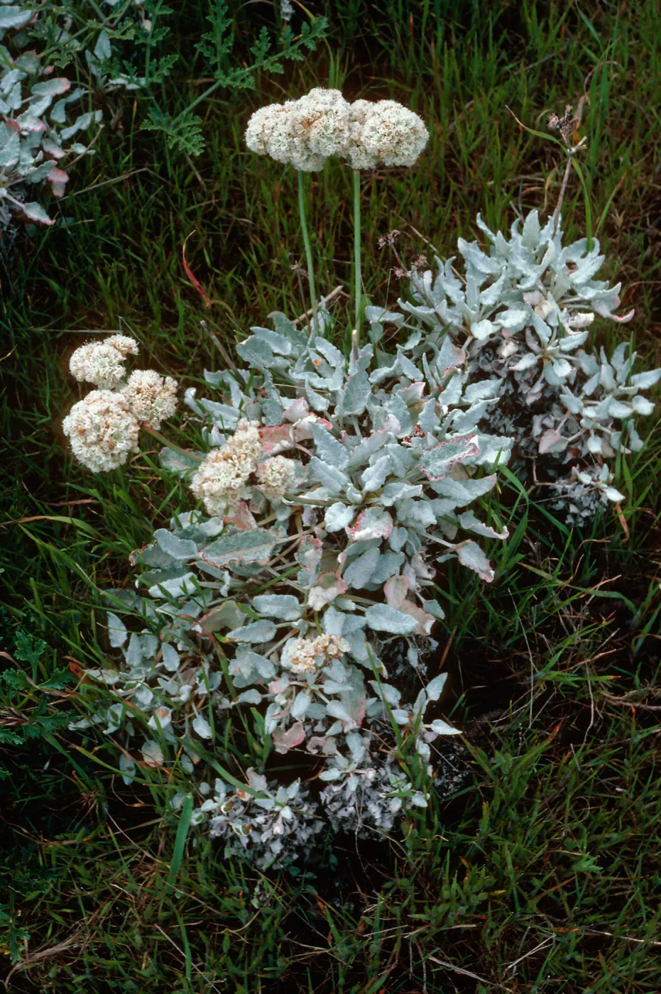 Eriogonum grande timorum, Beach Road, San Nicolas Island