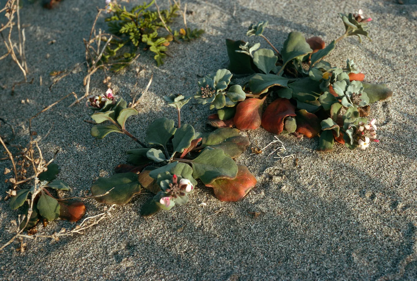Dithyrea maritima, Red Eye Beach, San Nicolas Island
