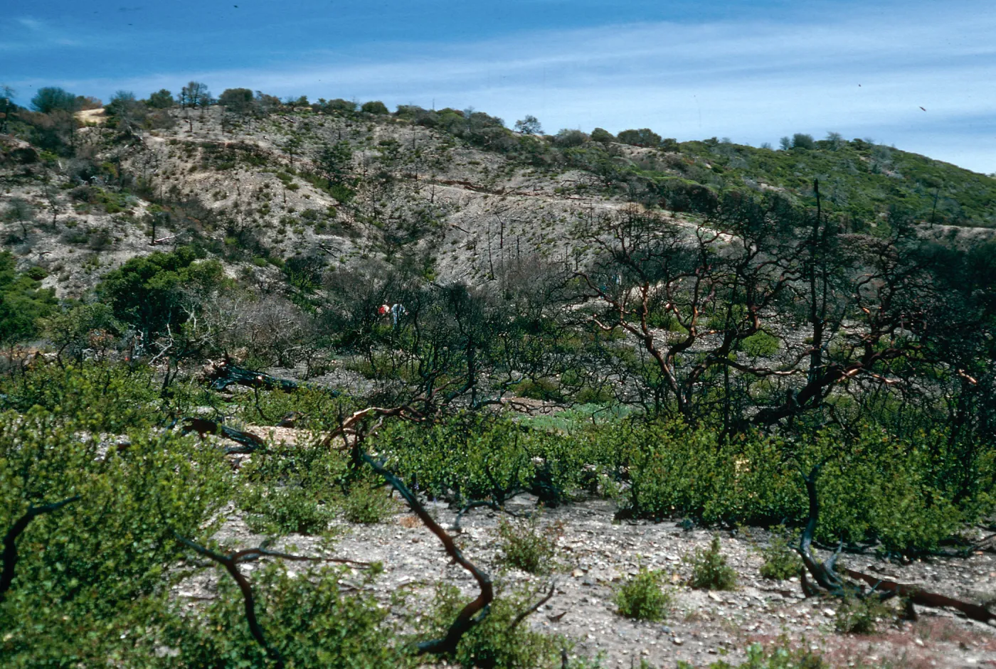 China Pines, after fire of December, 1994, Santa Cruz Island
