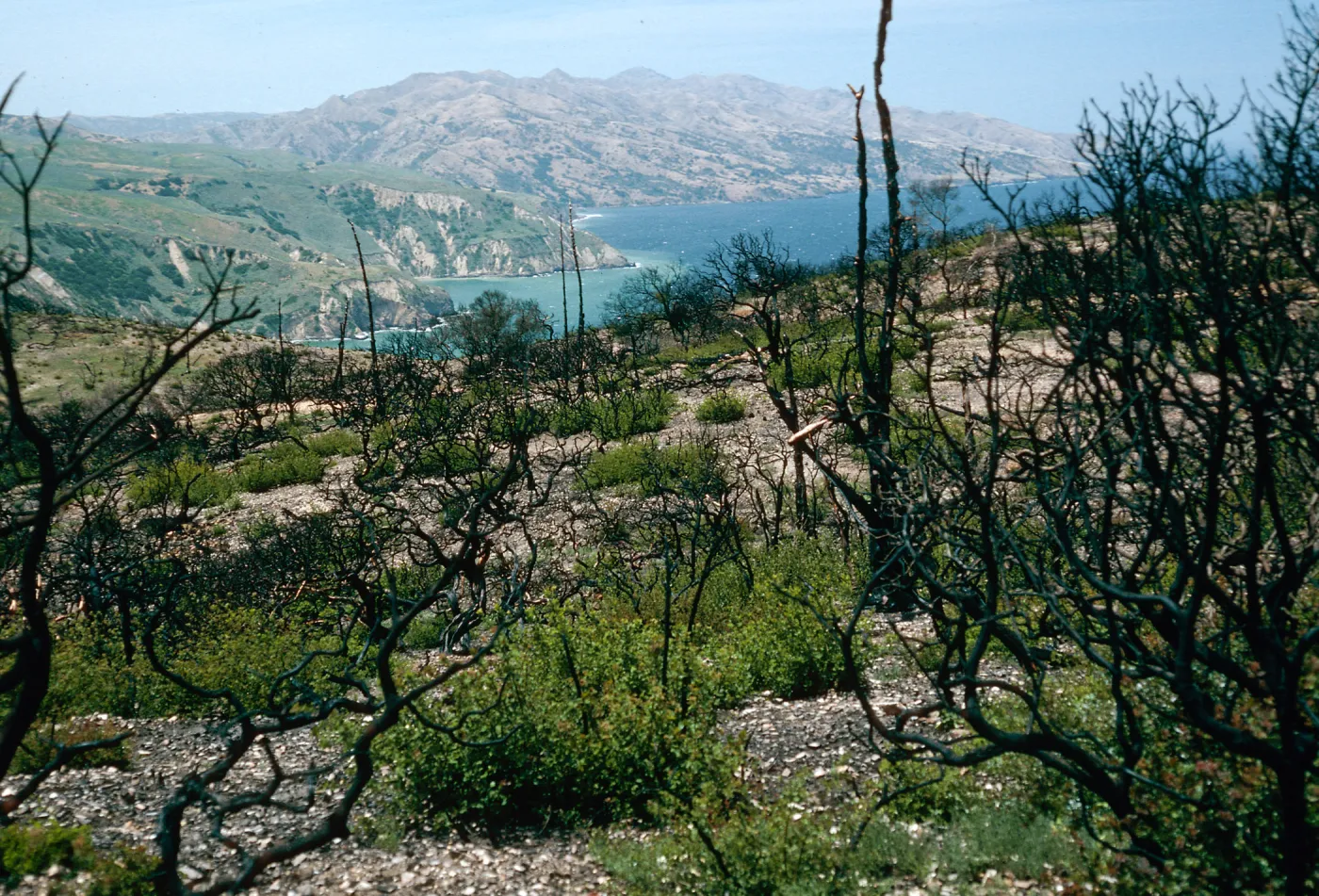 China Pines, after fire of December, 1994, Santa Cruz Island