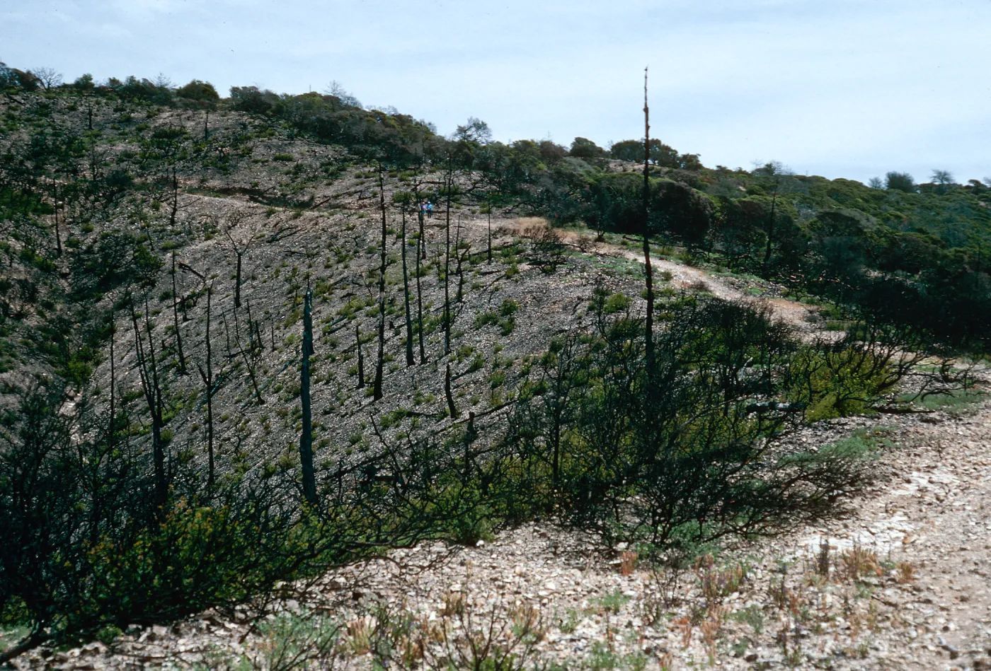 China Pines, after fire of December, 1994, Santa Cruz Island