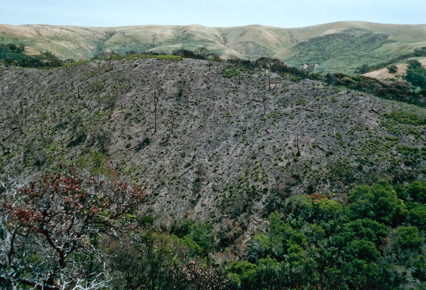China Pines, after fire of December,1994, Santa Cruz Island
