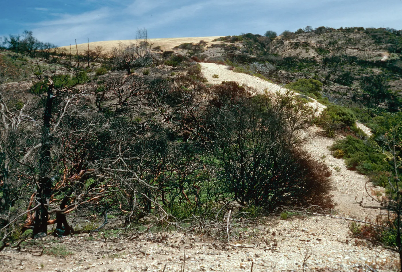 China Pines, after fire of December,1994, Santa Cruz Island