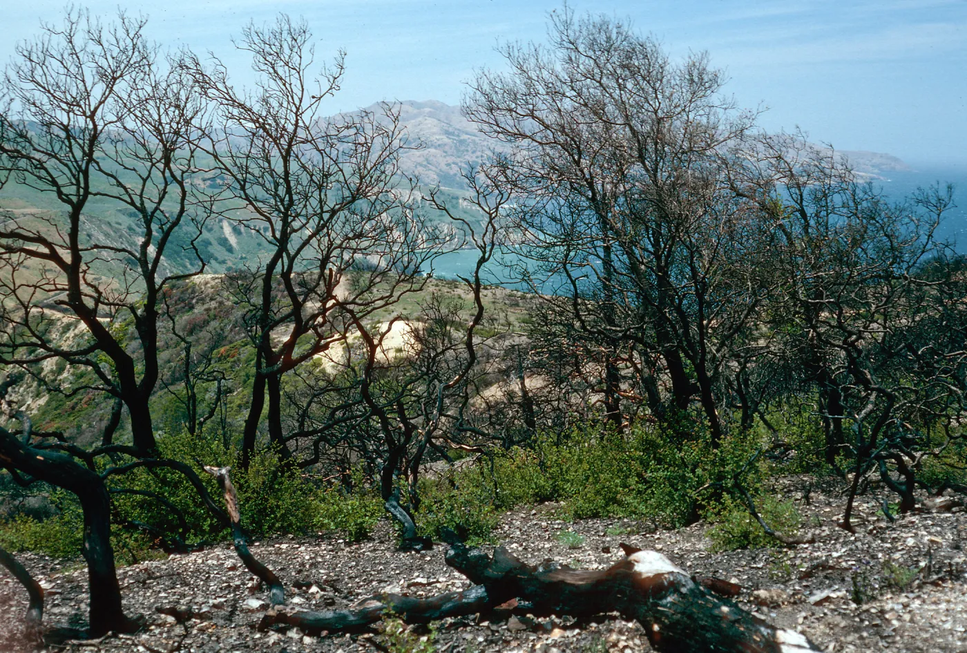 China Pines, after fire of December,1994, Santa Cruz Island