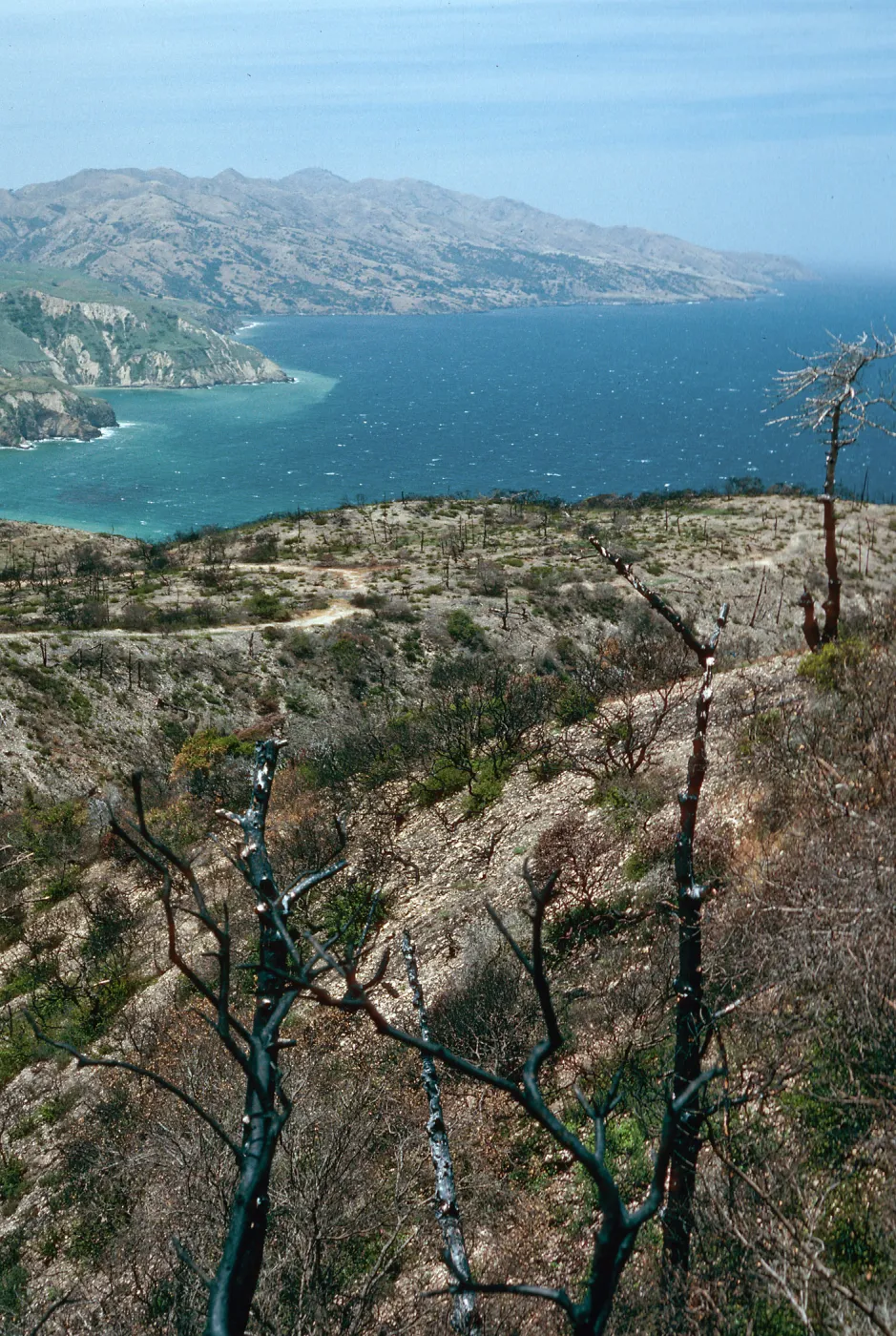 China Pines, after fire of December,1994, Santa Cruz Island