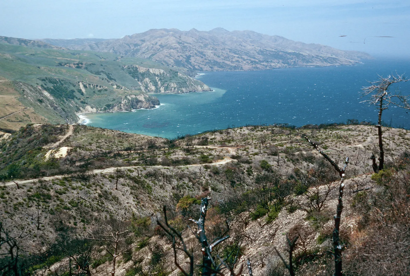 China Pines, after fire of December,1994, Santa Cruz Island