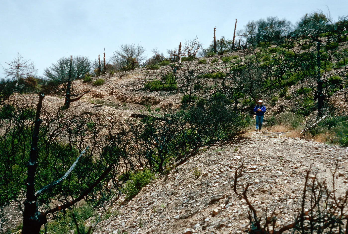 China Pines, after fire of December,1994, Santa Cruz Island