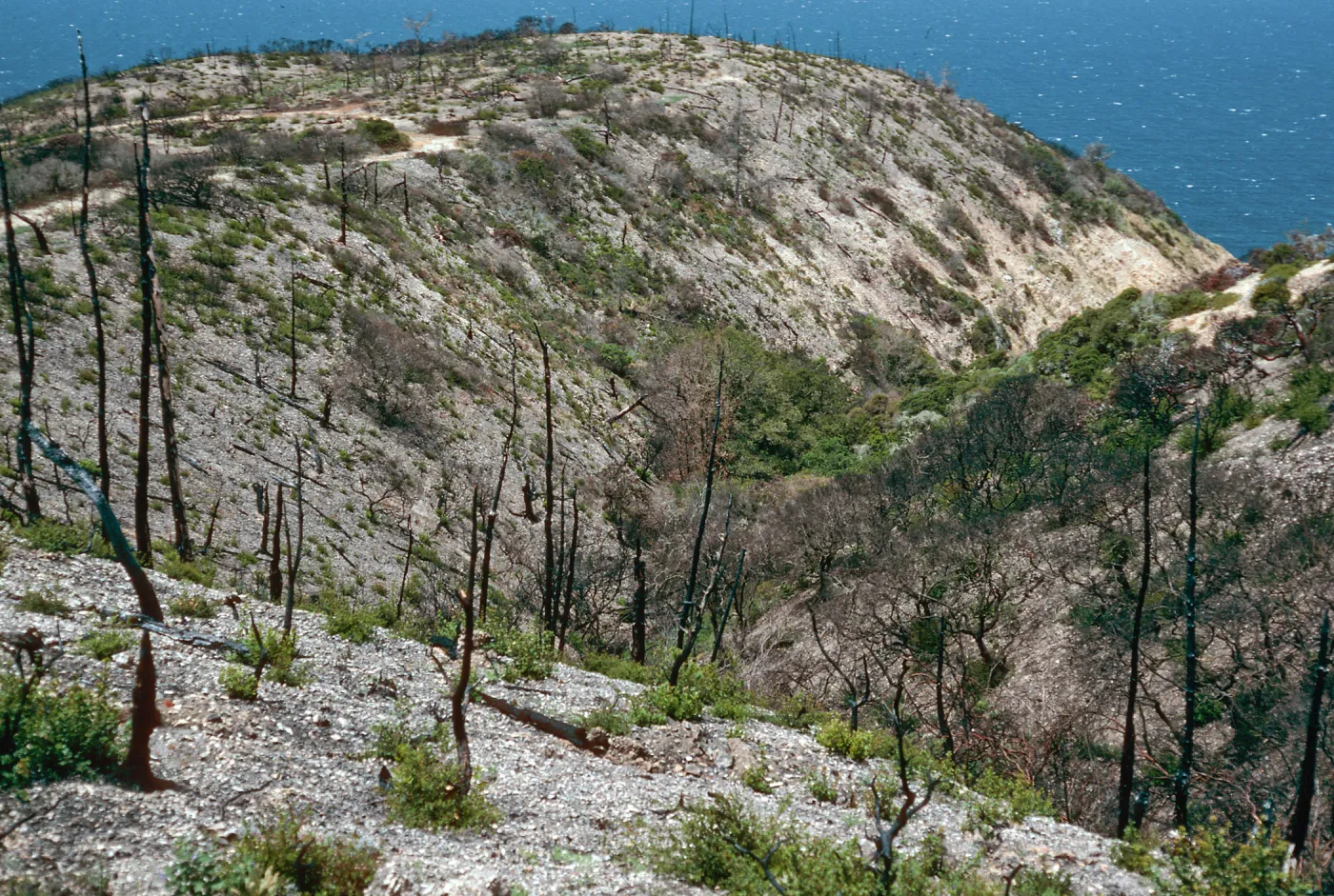 China Pines, after fire of December,1994, Santa Cruz Island