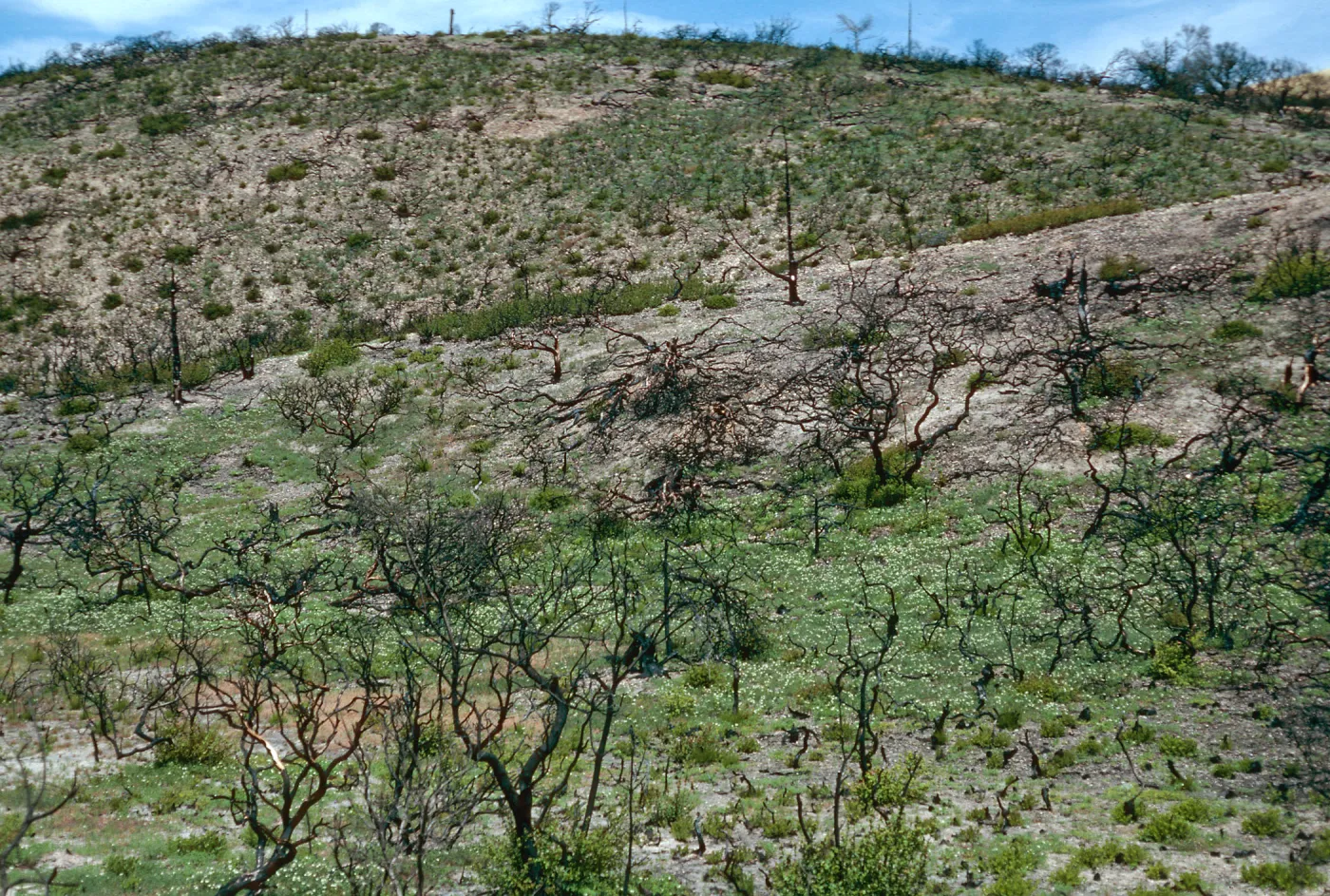 China Pines, after fire of December,1994, Santa Cruz Island