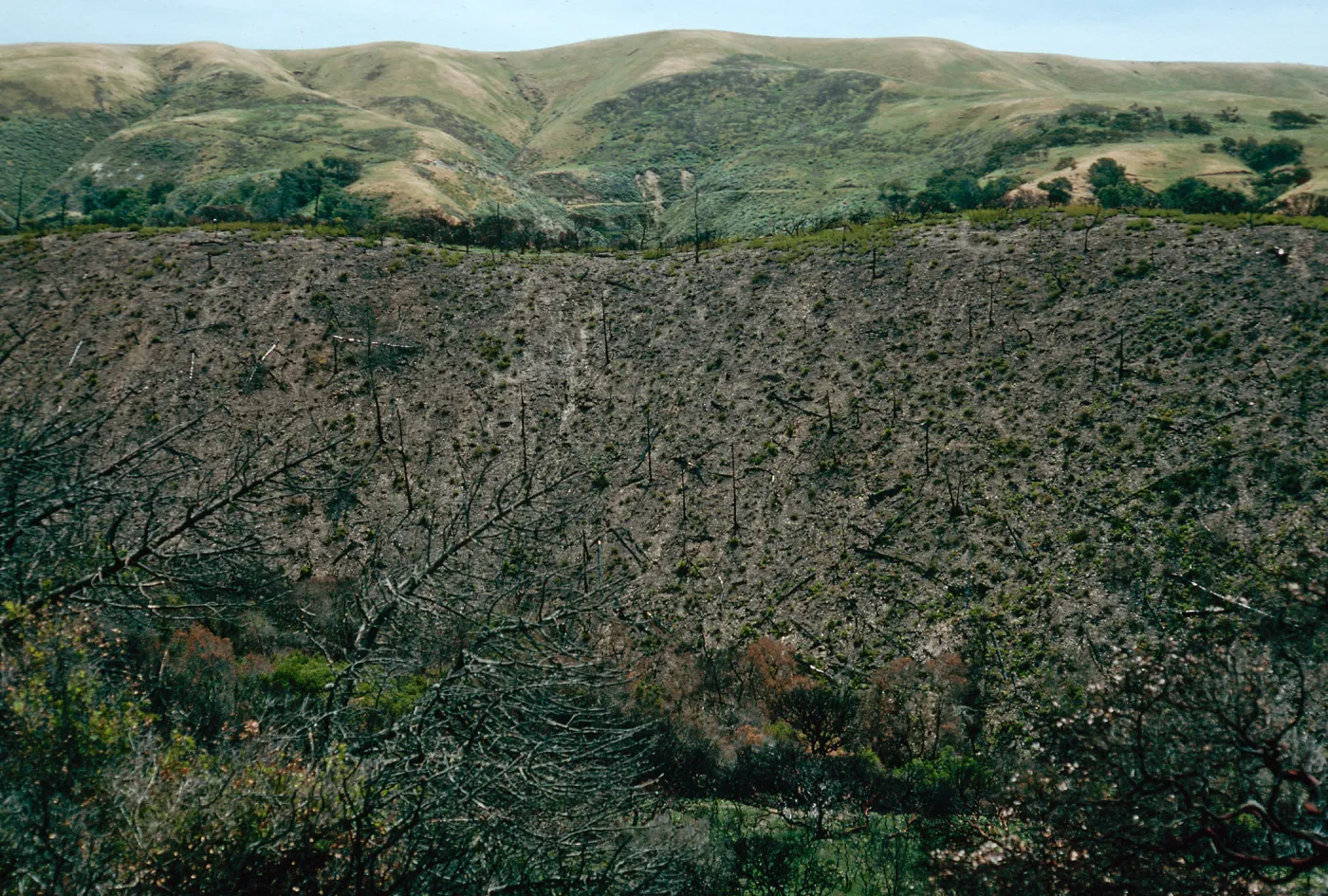 China Pines, after fire of December,1994, Santa Cruz Island