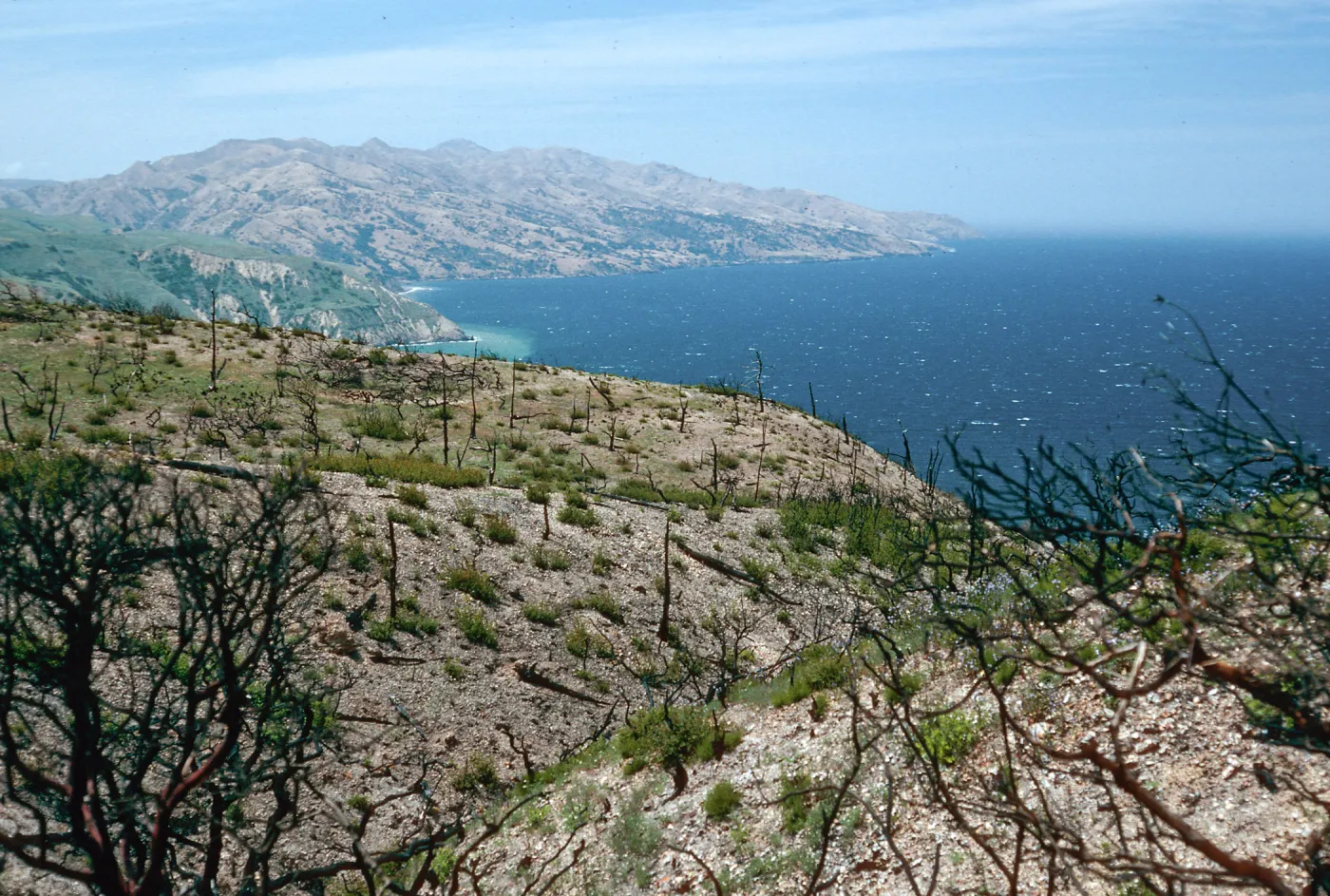 China Pines, after fire of December,1994, Santa Cruz Island