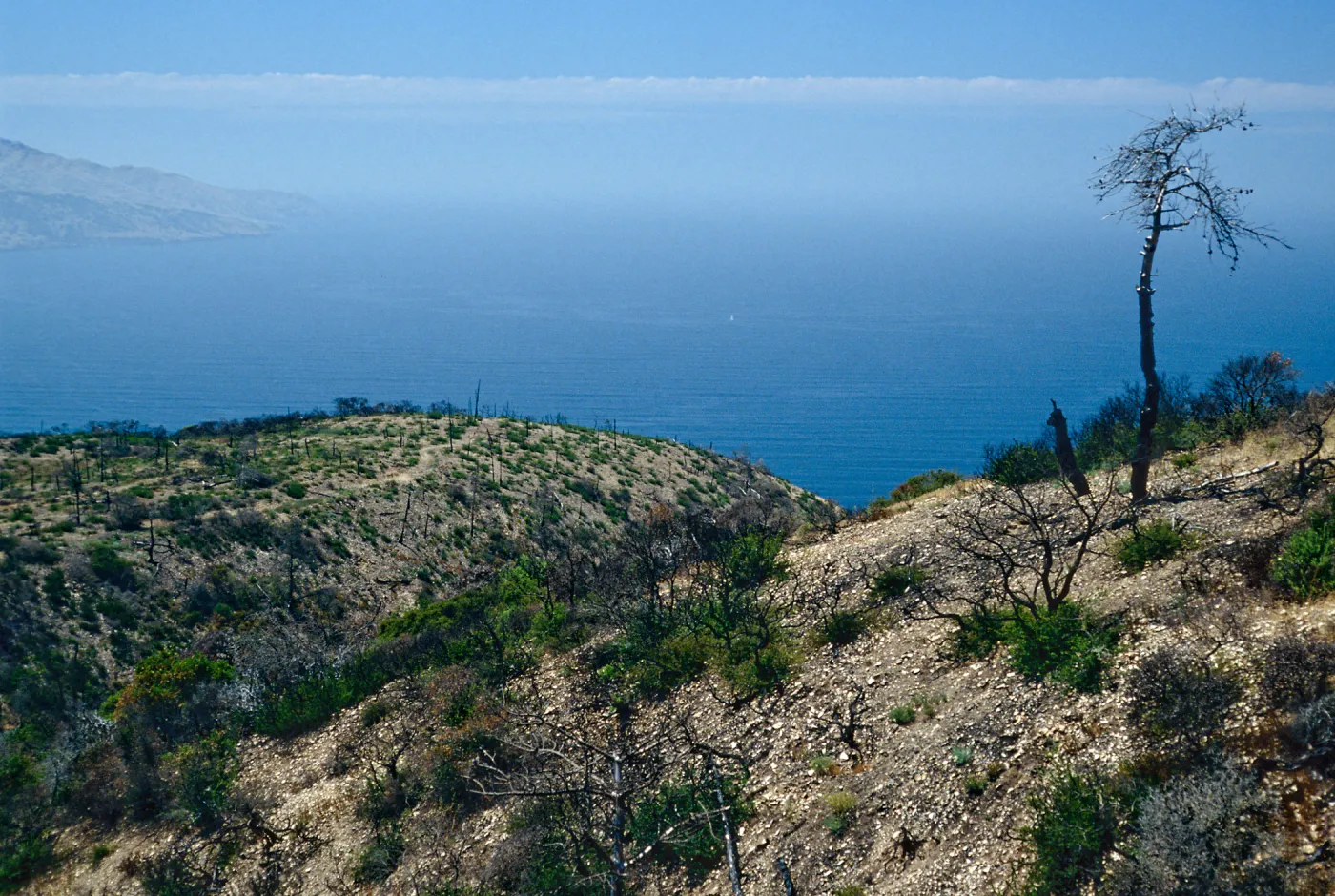 China Pines, after fire of December,1994, Santa Cruz Island
