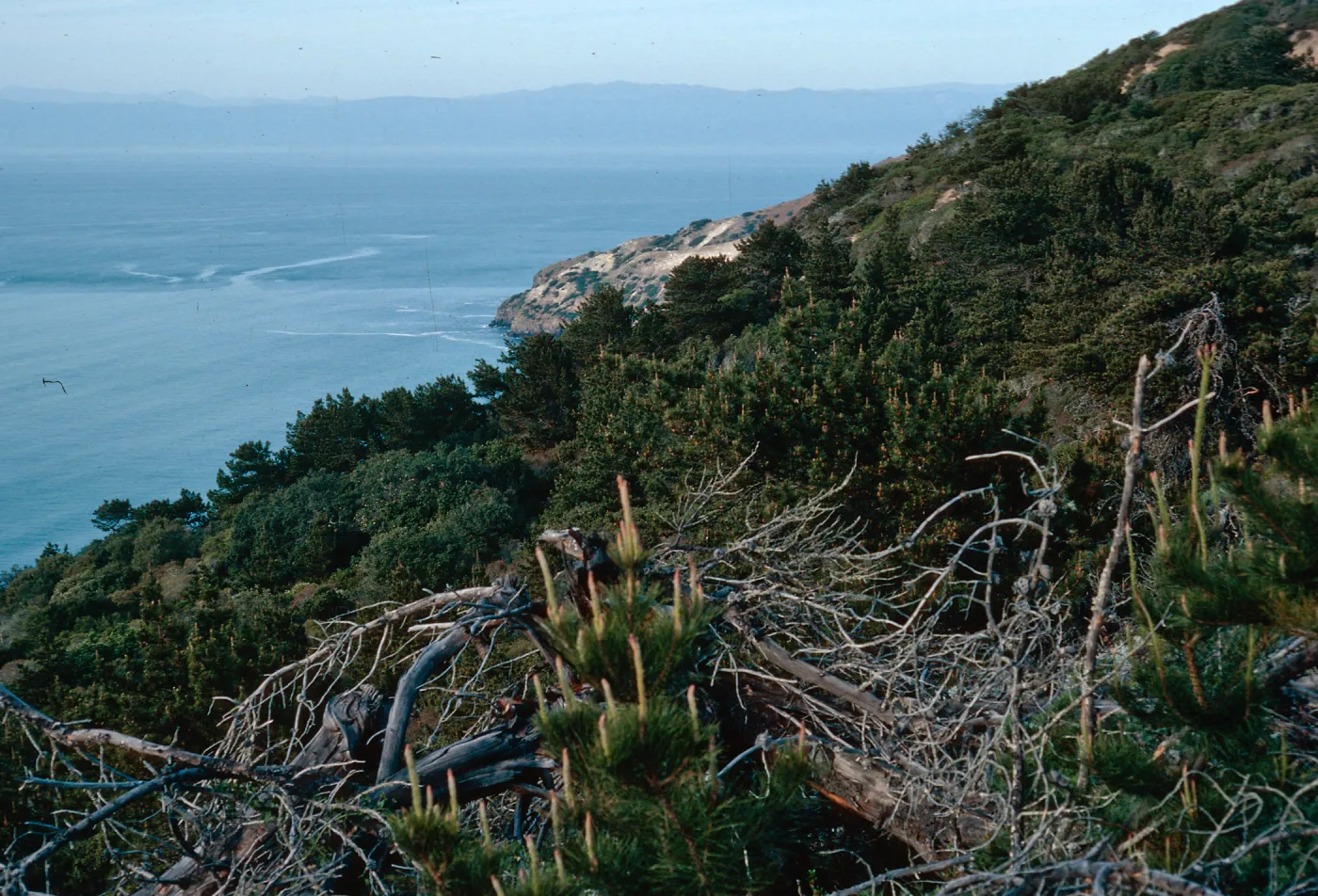 China Pines, Santa Cruz Island