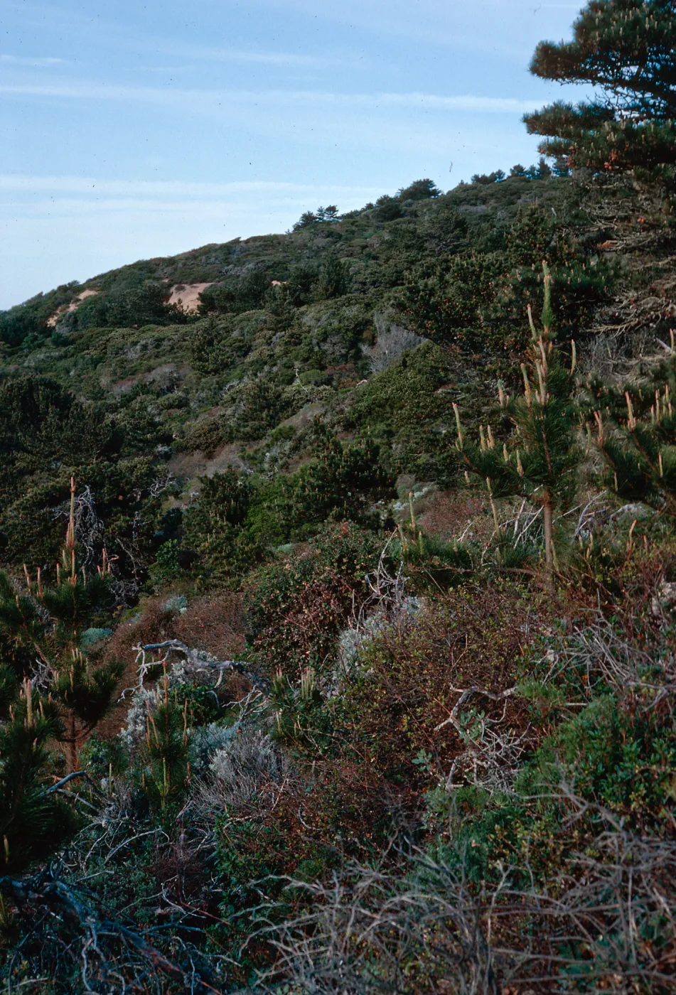 bluffs by China Pines, Santa Cruz Island