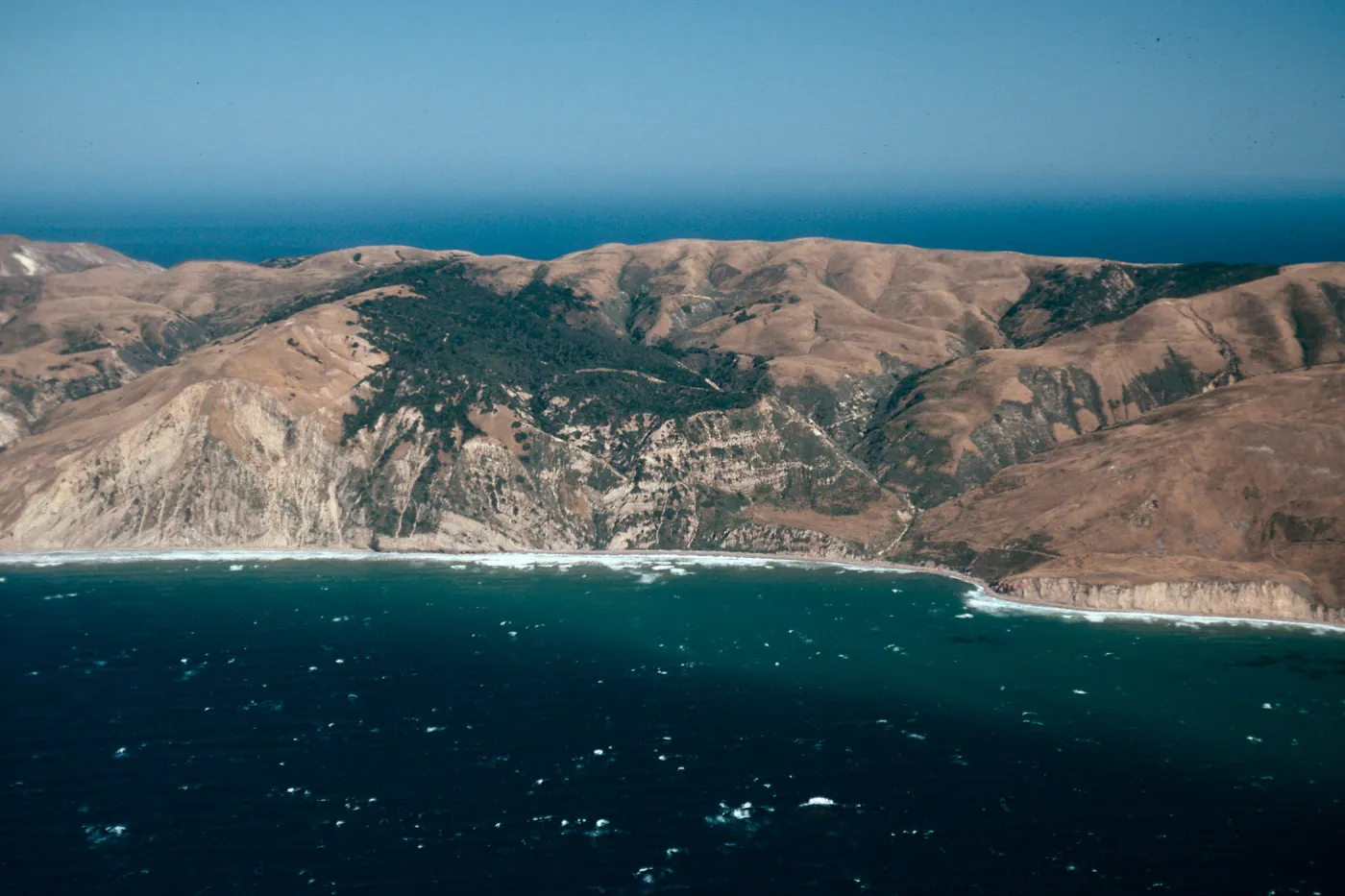 China Pines, Santa Cruz Island