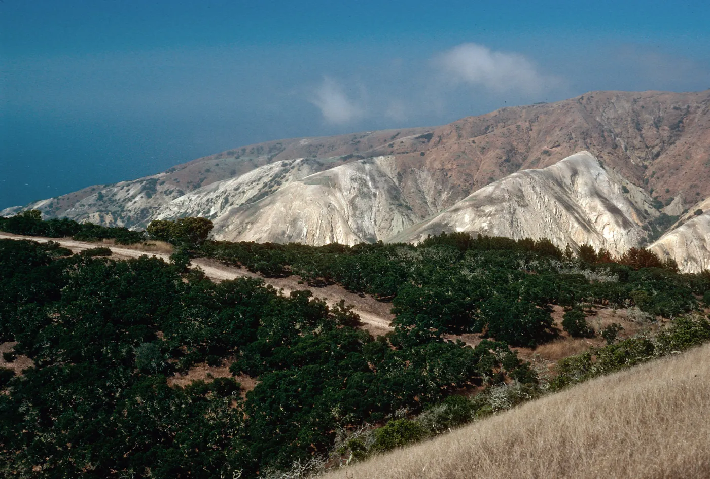 China Pines, Santa Cruz Island