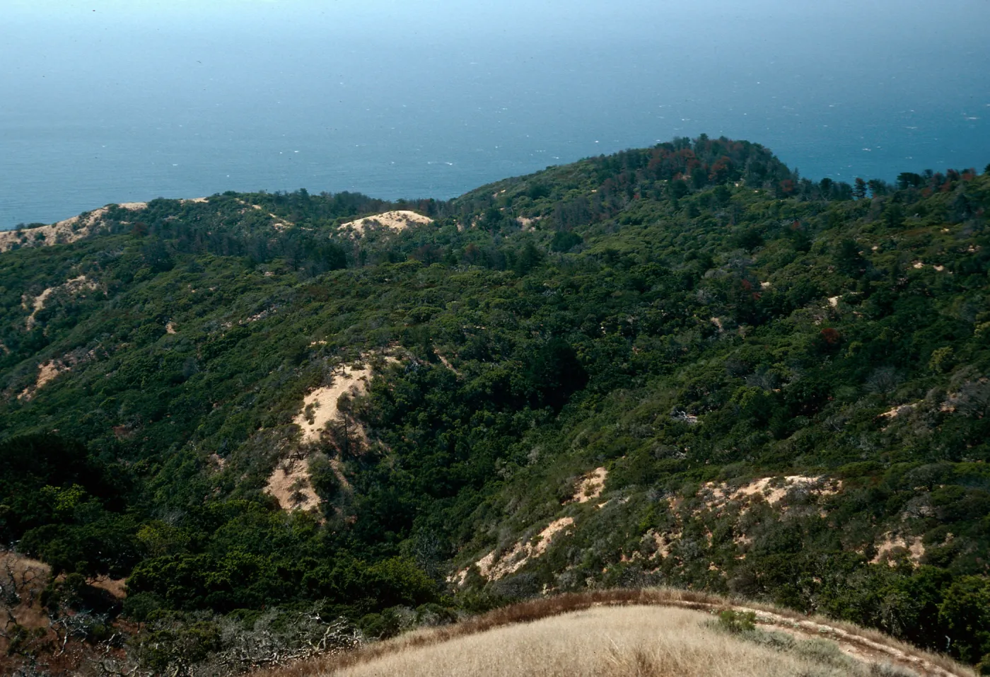 West side of China Pines, from abandoned road, Santa Cruz Island