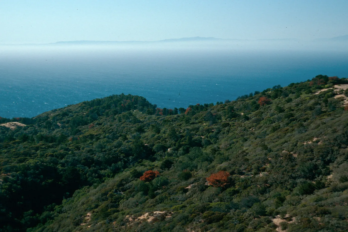 China Pines, Santa Cruz Island