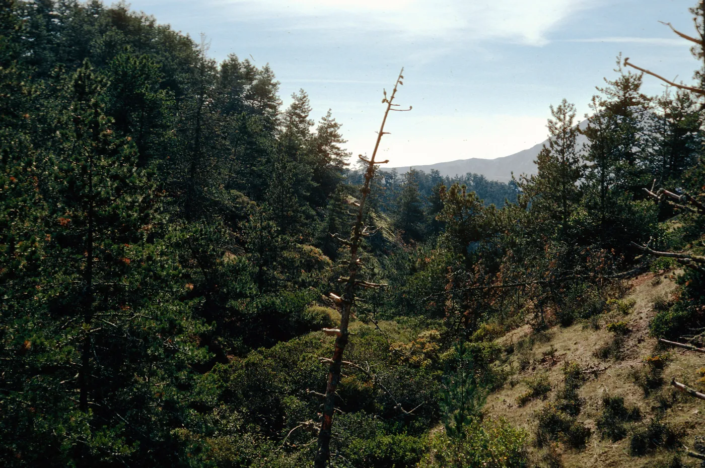 Western Pines, Santa Cruz Island