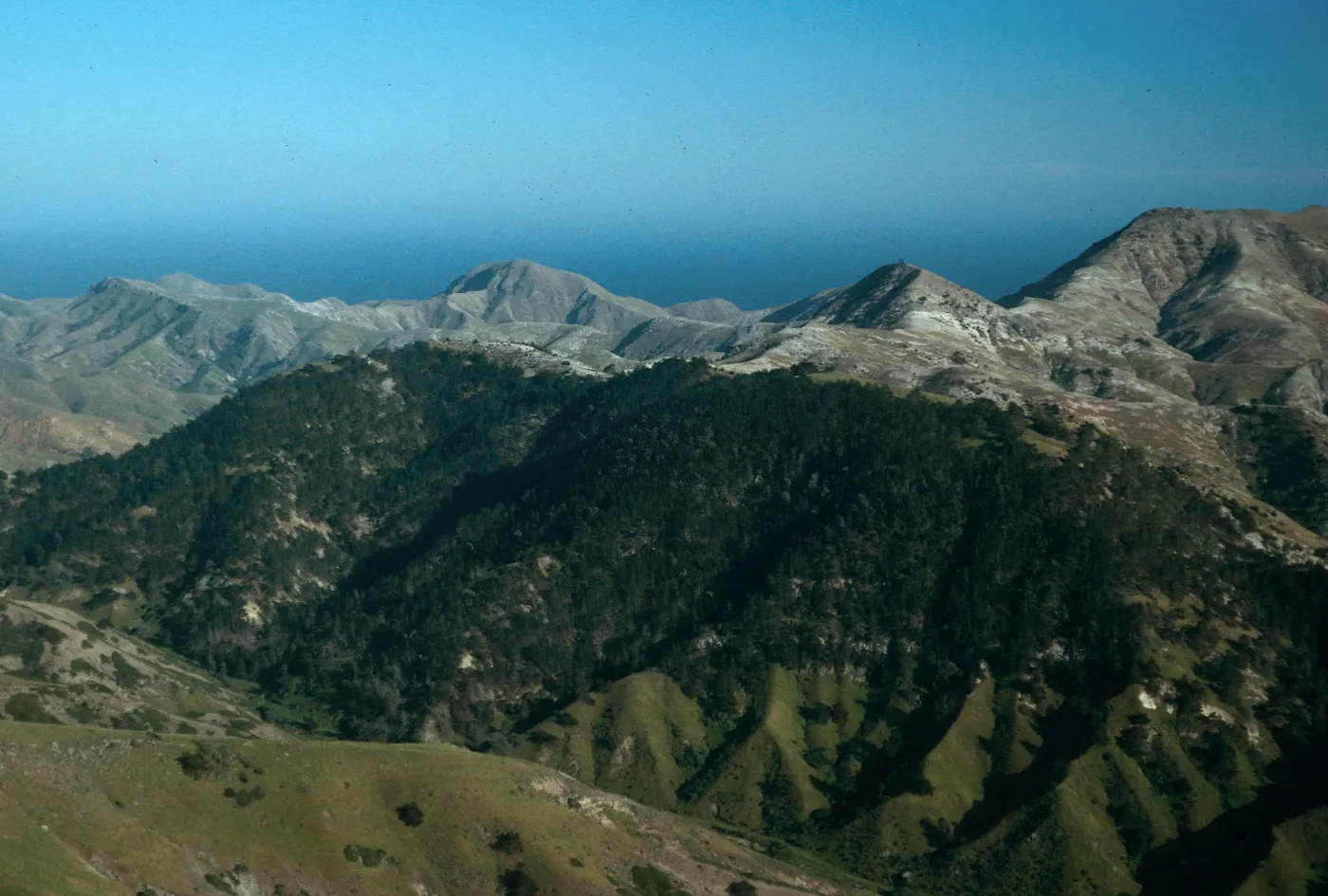pines, Sierra Blanca ridge, Santa Cruz Island
