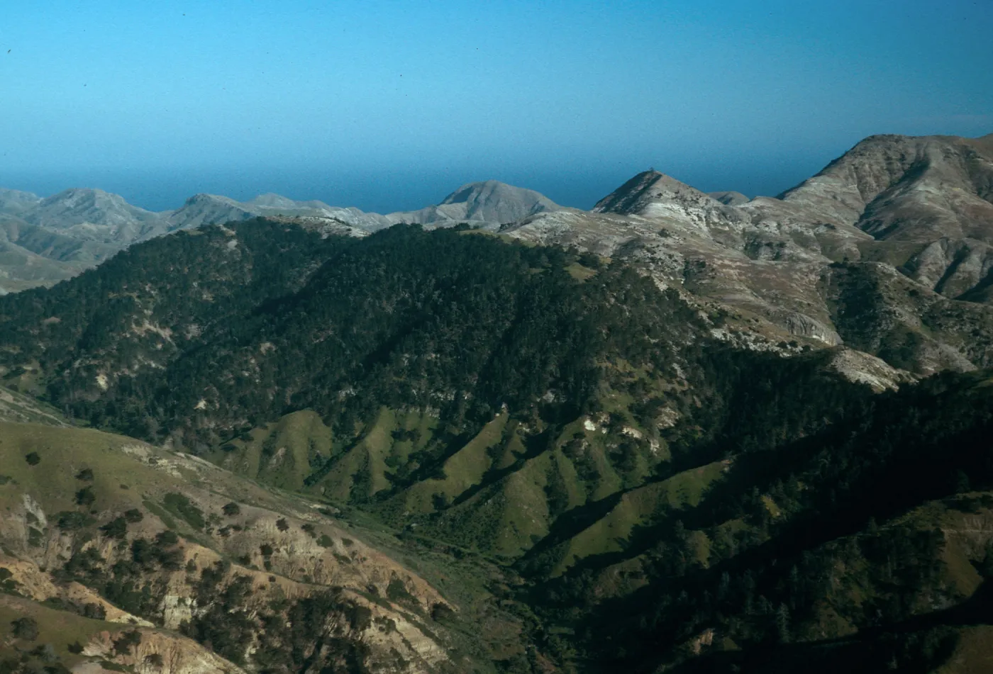 pines at Sierra Blanca ridge, Santa Cruz Island
