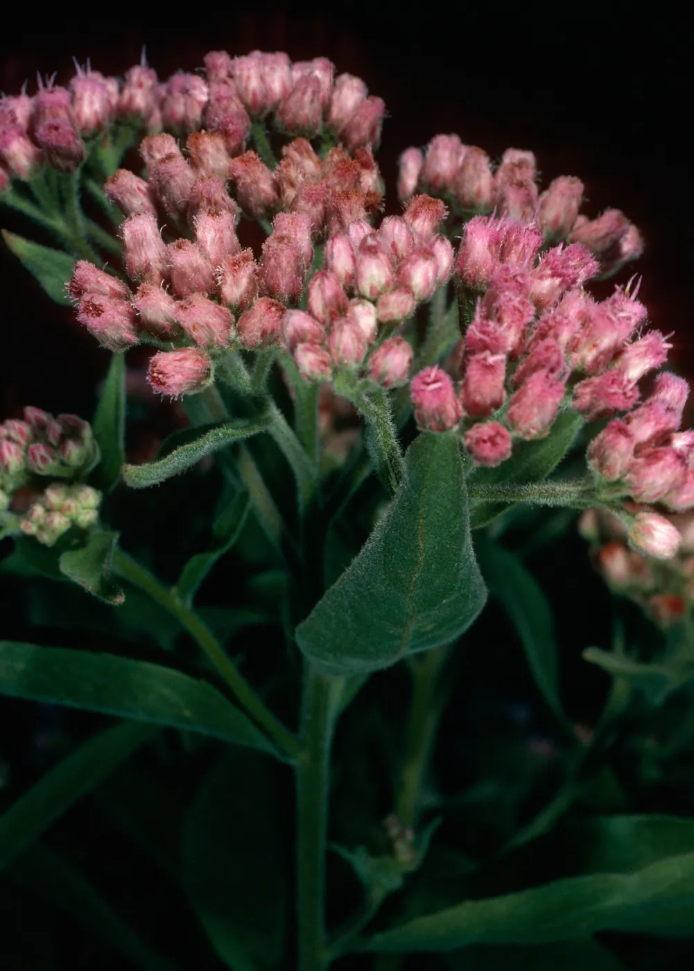 Pluchea odorata, (=purpuraceus), Santa Cruz Island