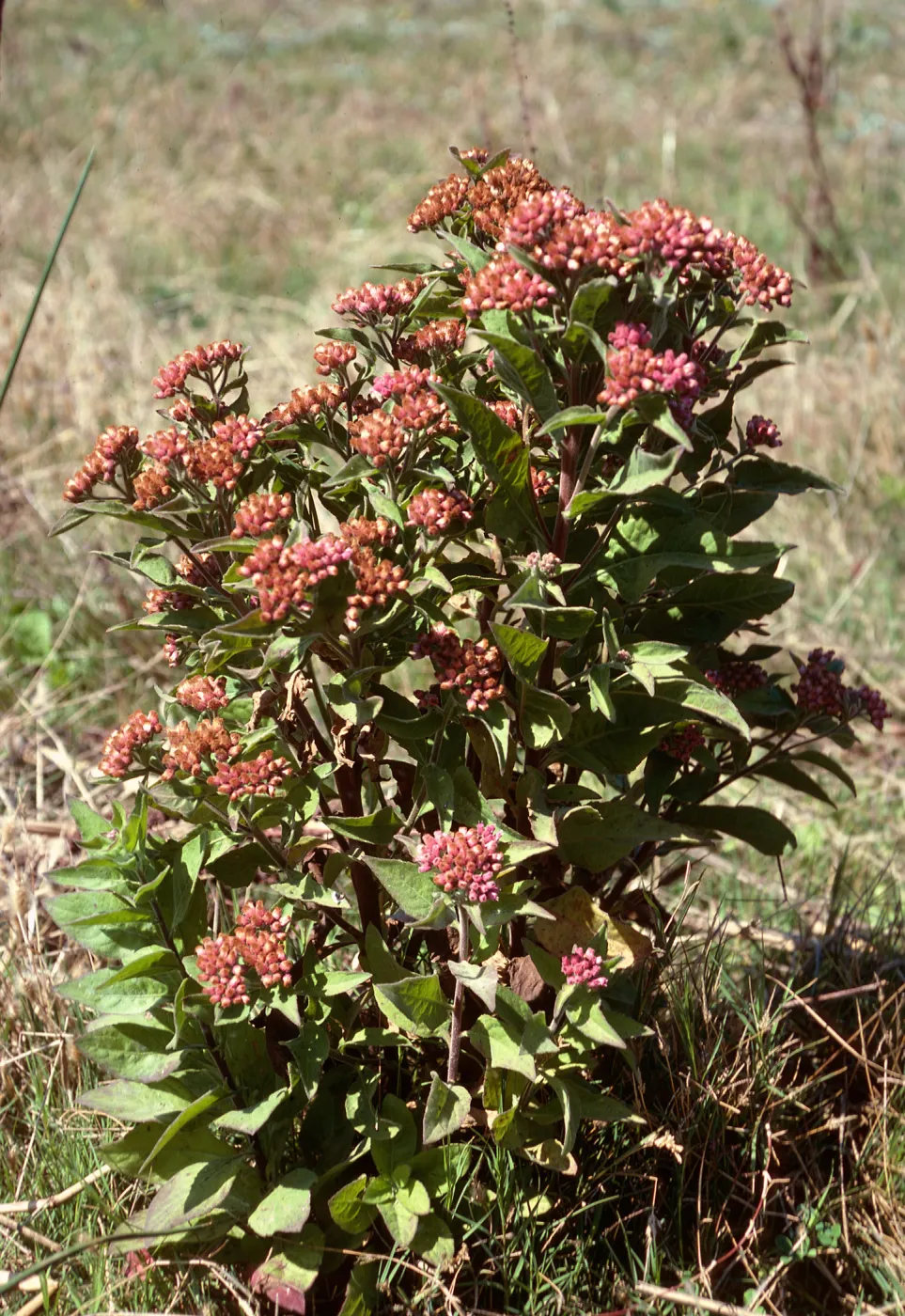 Pluchea purpurescens, Prisoners Harbor, Santa Cruz Island