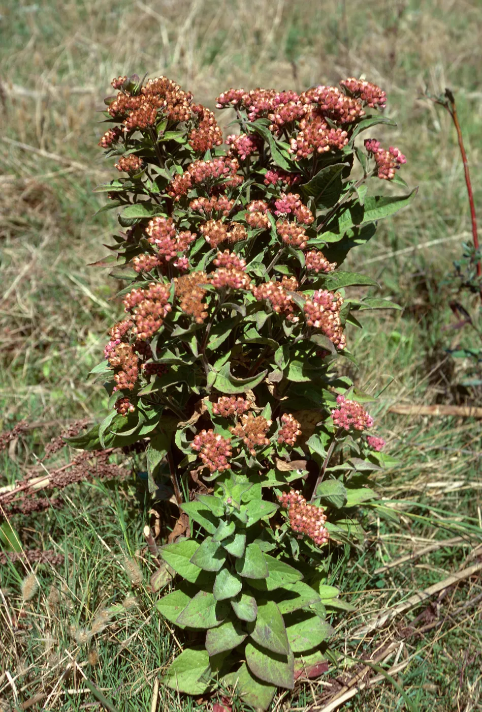 Pluchea purpurescens, Prisoners Harbor, Santa Cruz Island