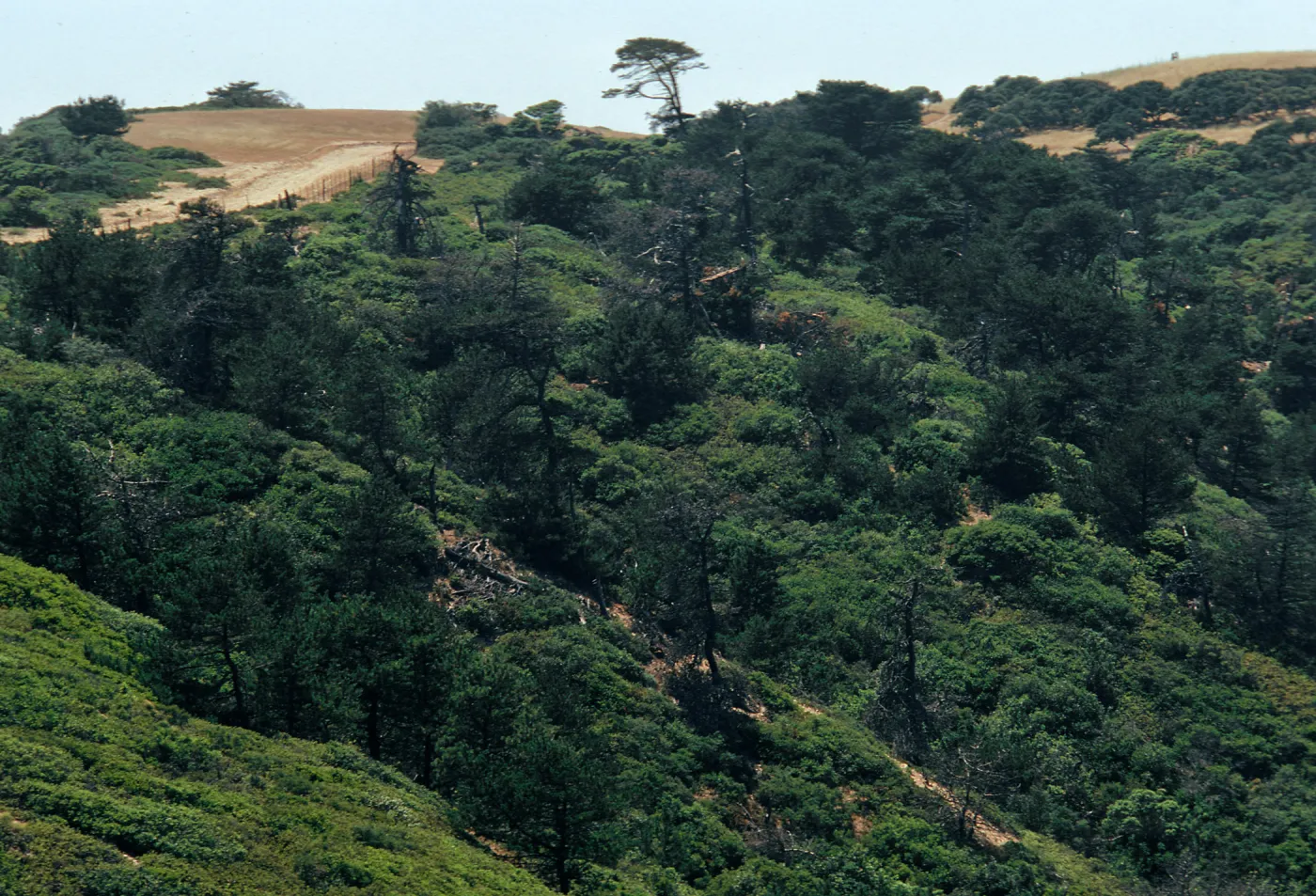 Los Pinos del Sur, Santa Cruz Island