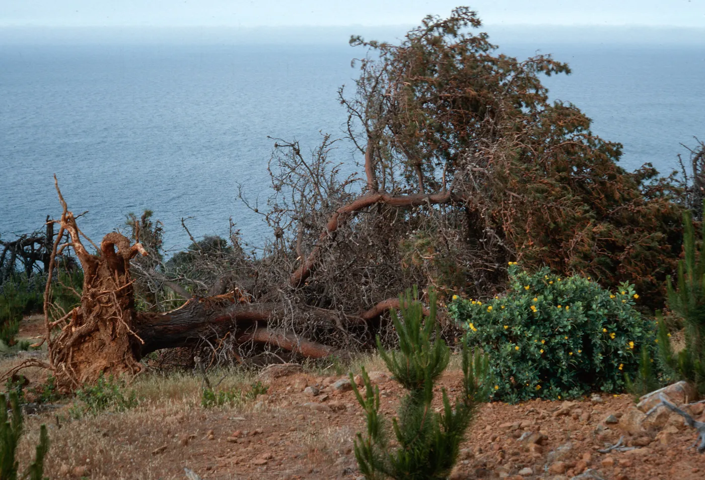 fallen pine, East of Twin Canyon, Santa Cruz Island