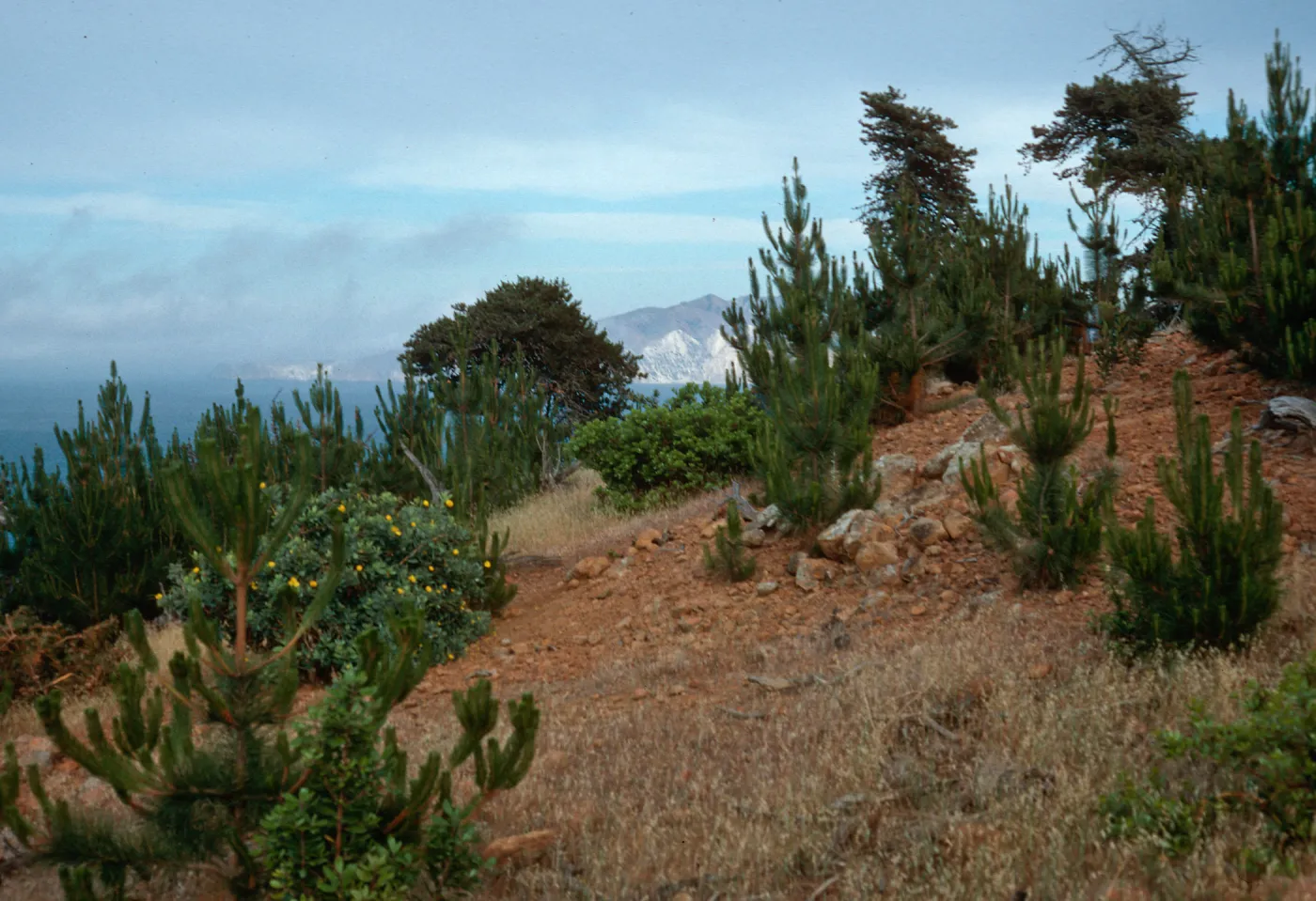 East of Twin Canyon, Santa Cruz Island