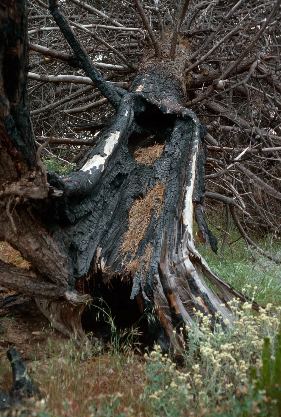 lightning strikes, burn site of February 1987, East of Twin Harbor, Santa Cruz Island