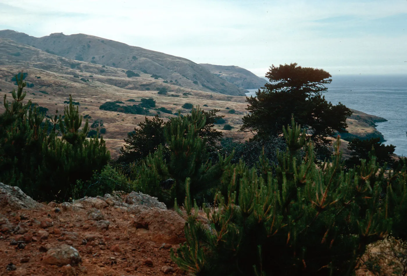 East of Twin Canyon, Santa Cruz Island