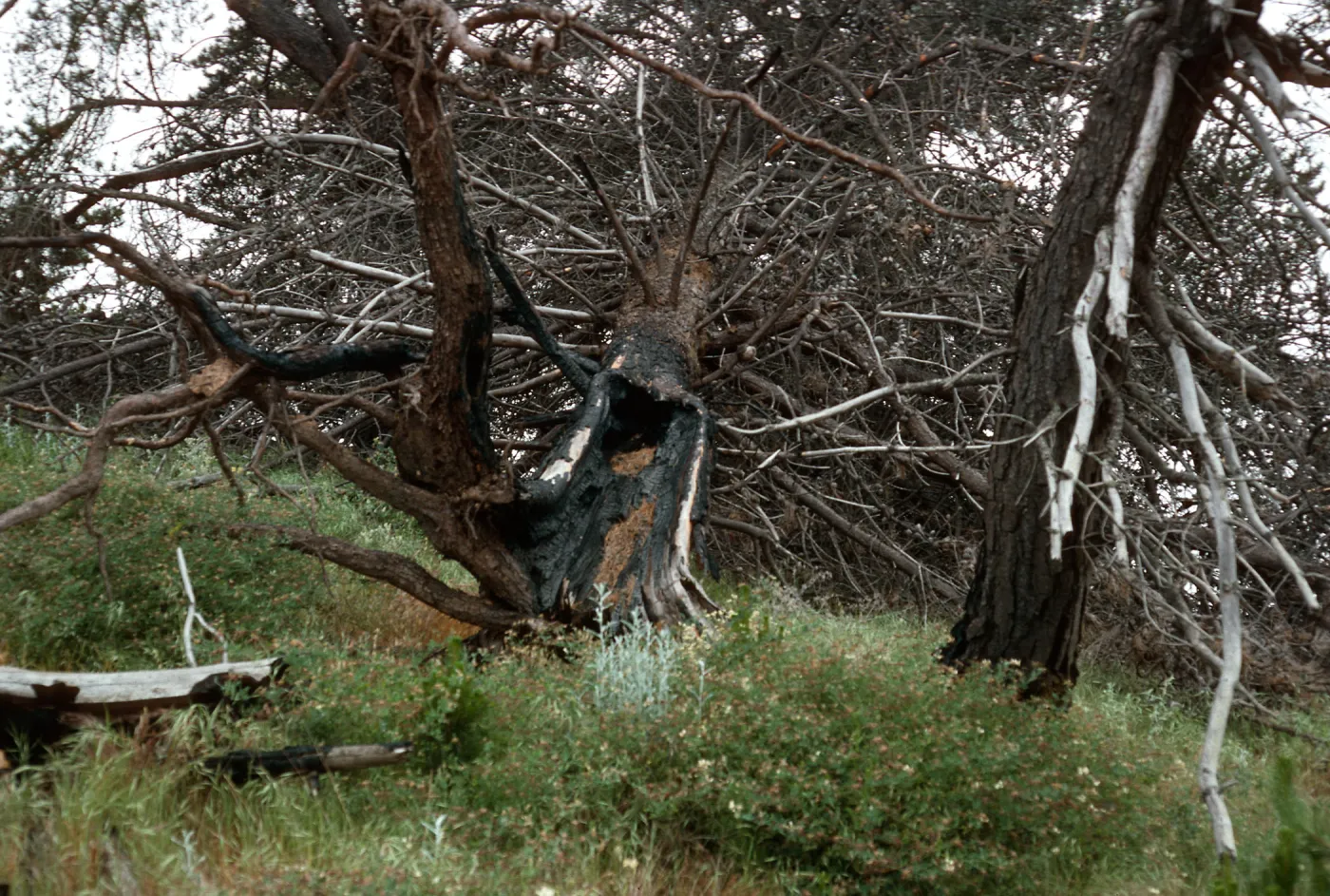 burn site of February 1987, East of Twin Harbor, Santa Cruz Island