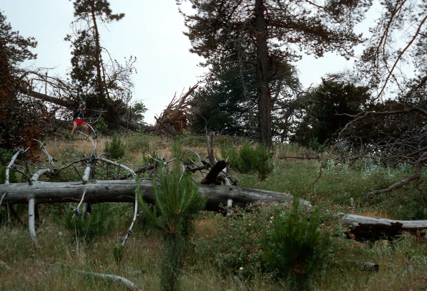 burn site of February 1987, East of Twin Harbor, Santa Cruz Island