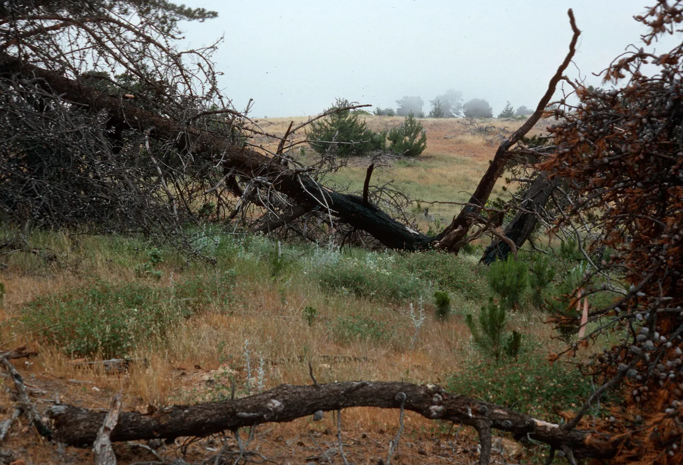 burn site of February 1987, East of Twin Harbor, Santa Cruz Island