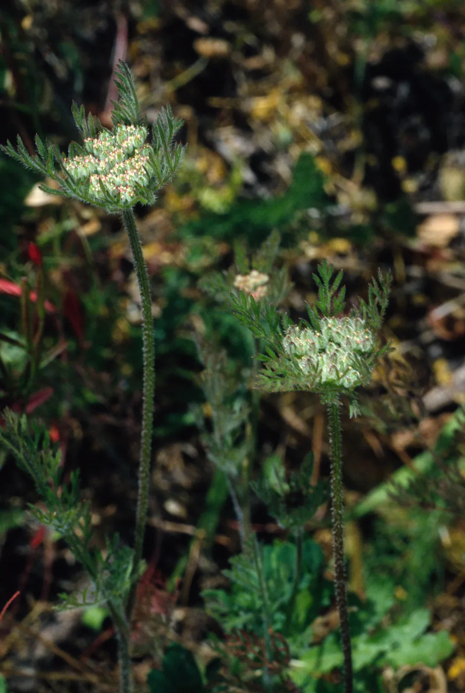 Daucus pusillus, 0.4 miles East of navy base, Santa Cruz Island