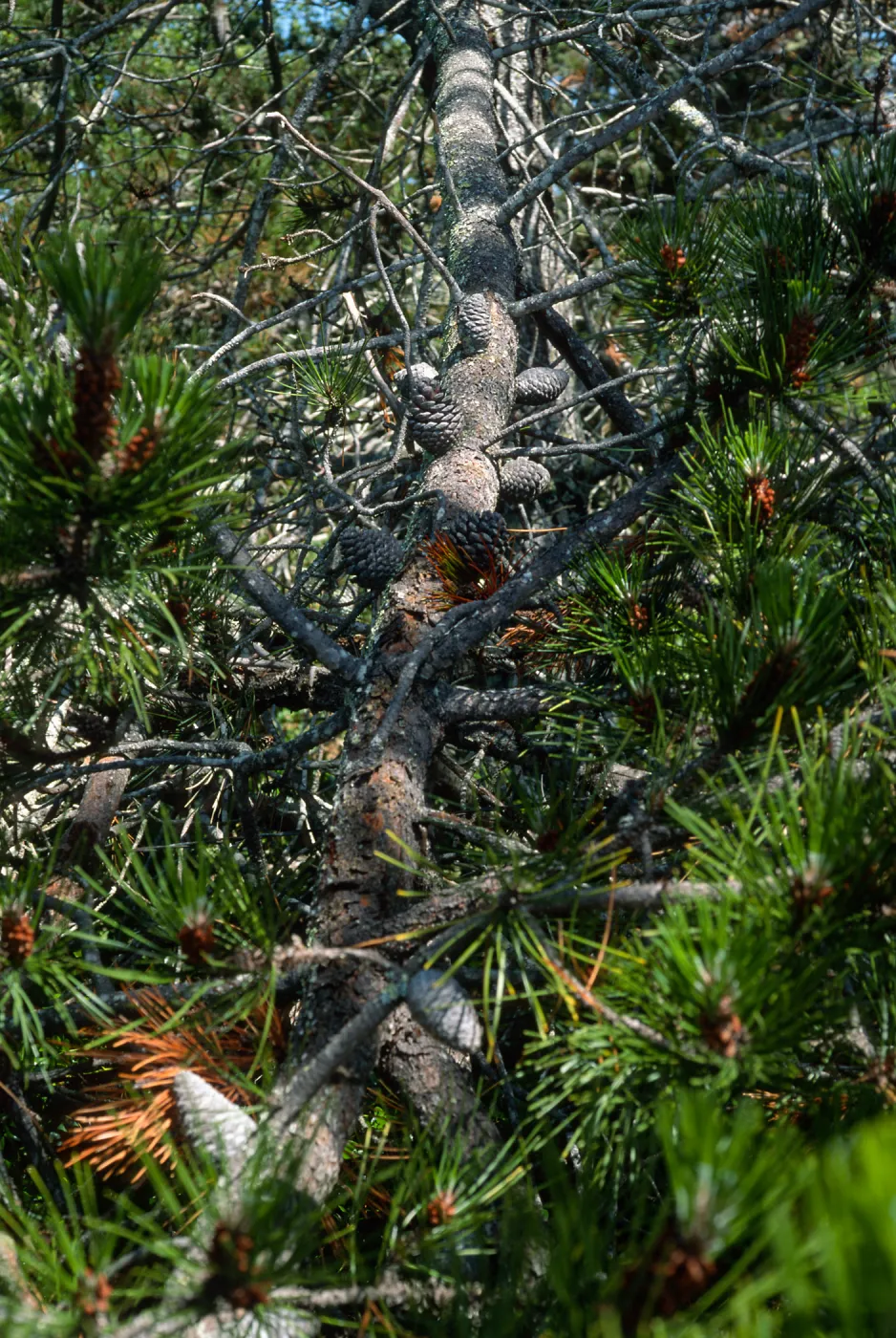 Pinus remorata, Christy Pines, Santa Cruz Island
