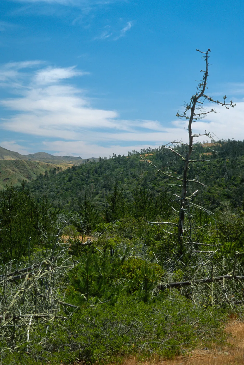 Christy Pines, Santa Cruz Island