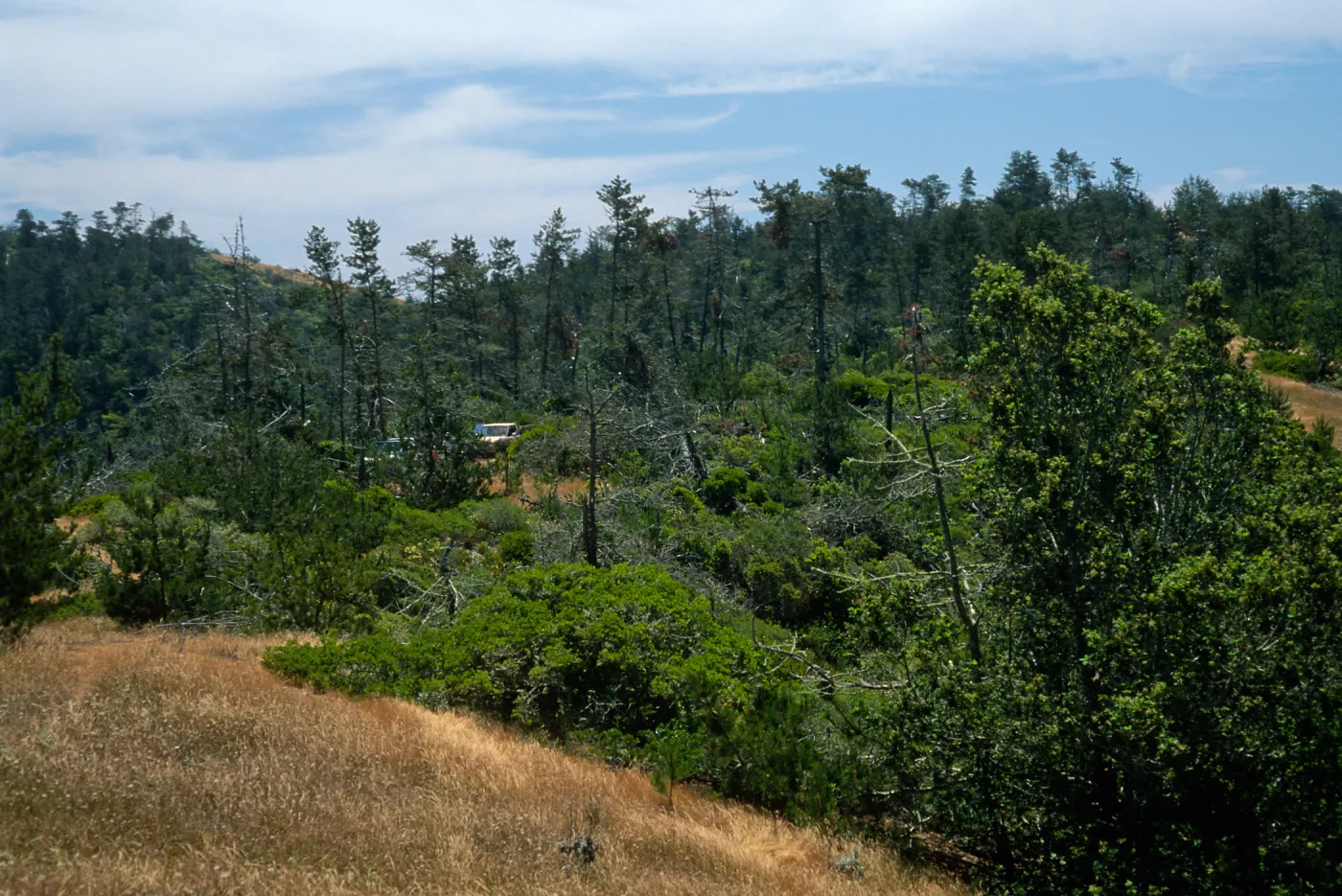 Christy Pines, Santa Cruz Island