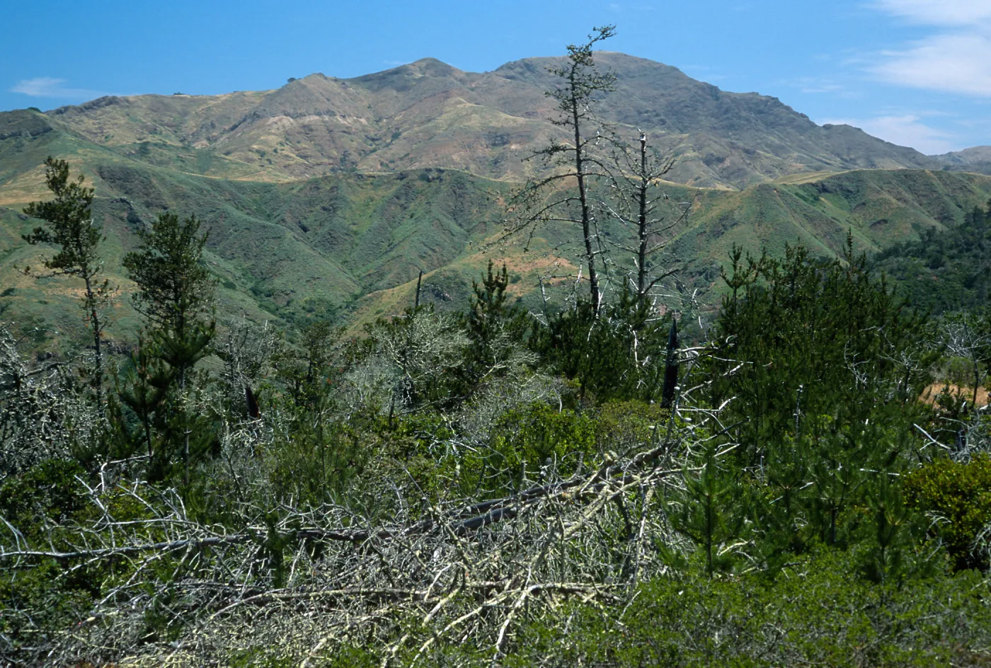 Christy Pines, Santa Cruz Island
