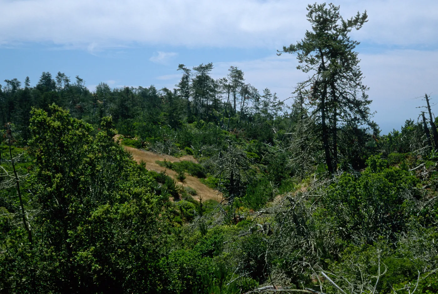 Christy Pines, Santa Cruz Island