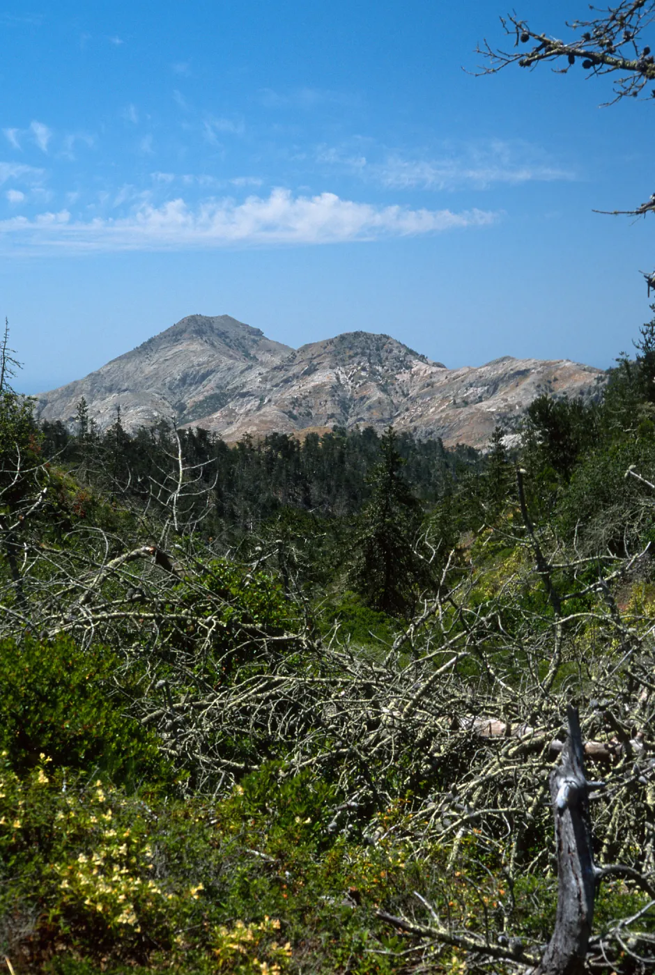 Christy Pines, view of Sierra Blanca, Santa Cruz Island