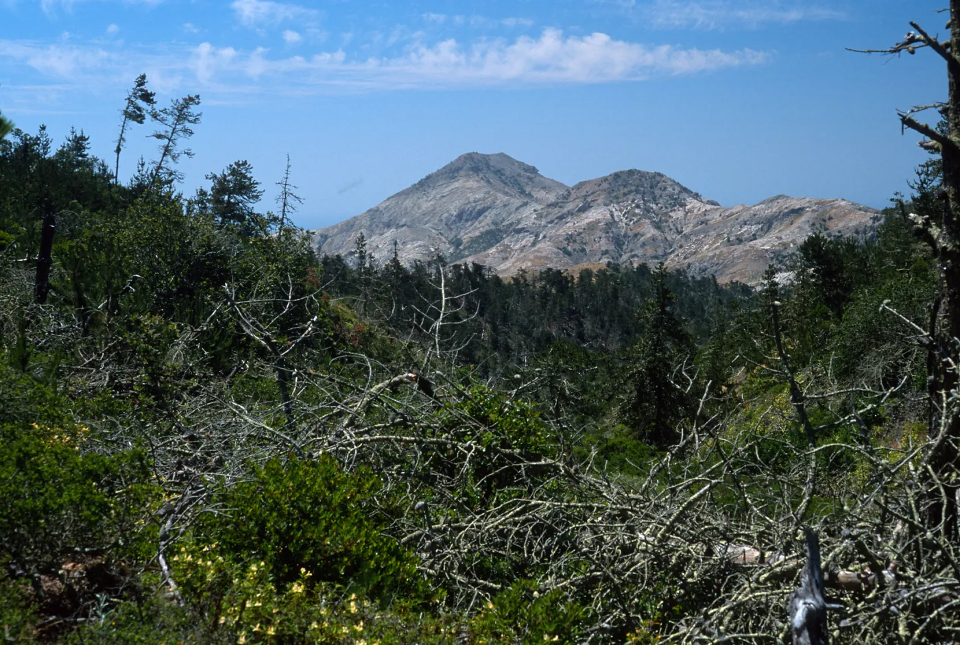 Christy Pines, view of Sierra Blanca, Santa Cruz Island
